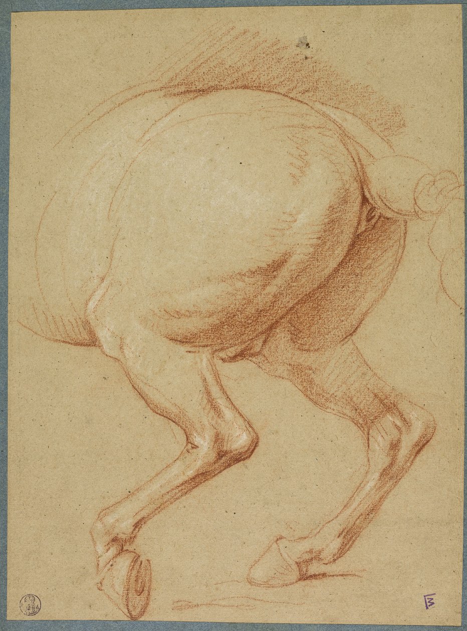 Les pattes arrière d