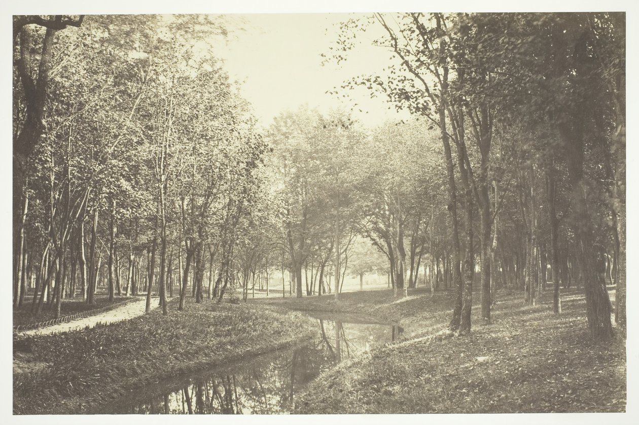 Sans titre, vers 1850. [Arbres près de l