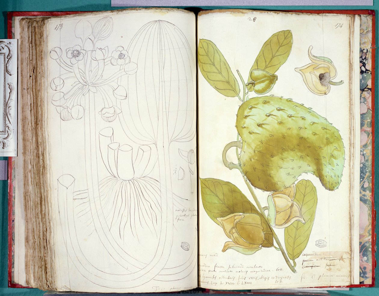 Ms 23 Cardamome, d