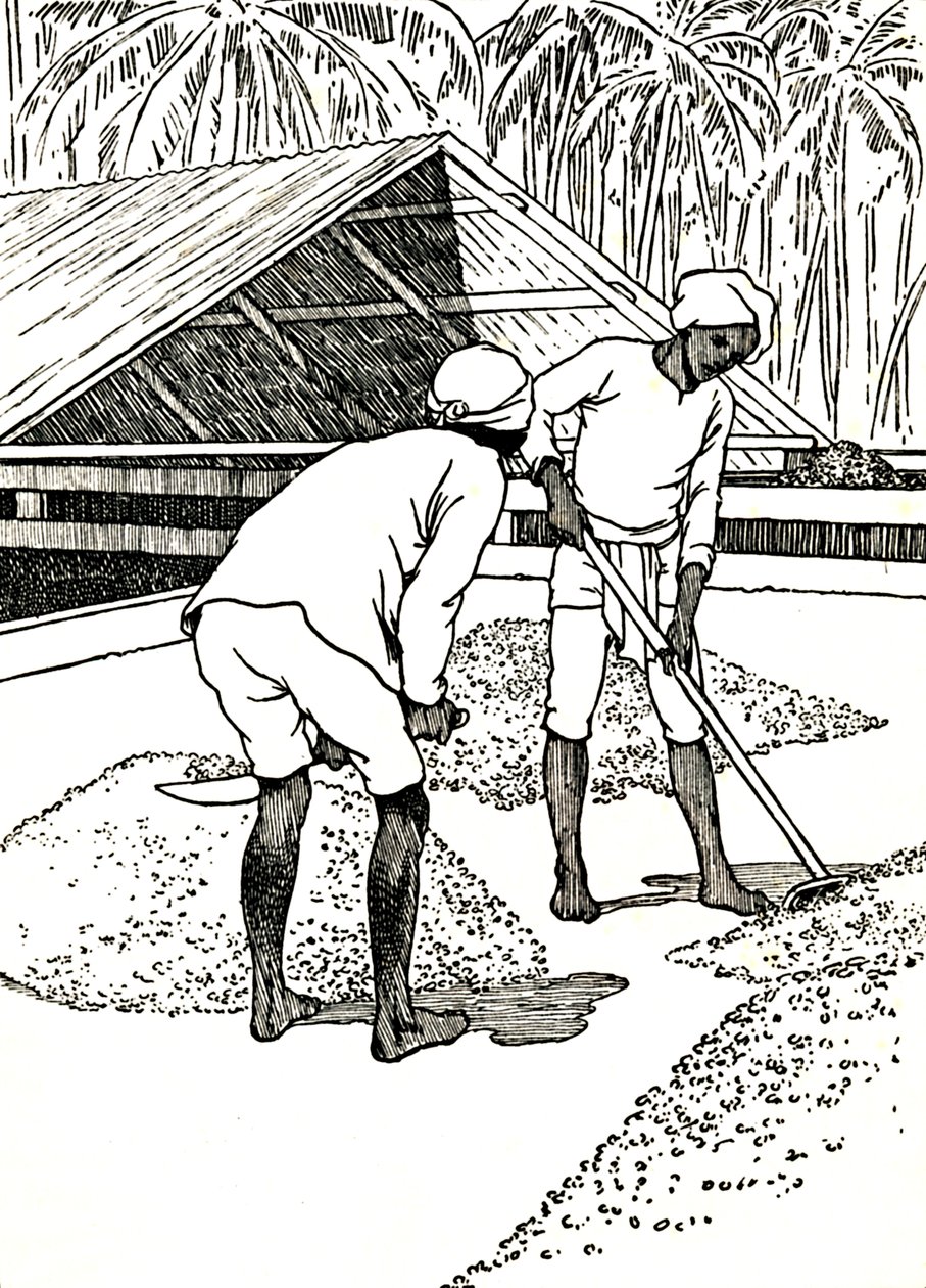 Séchage du cacao - Charles Robinson