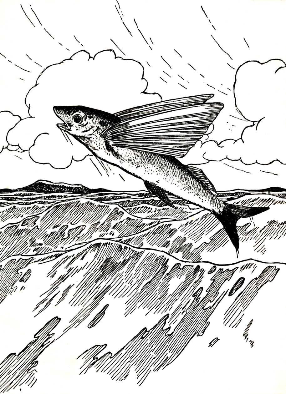 Le poisson volant, 1912 - Charles Robinson
