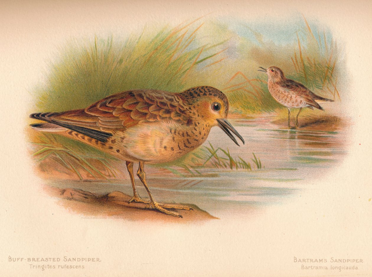 Bécasseau roussâtre Tringites rufescens, Bécasseau de Bartram Bartramia longicauda, 1900 - Charles Whymper