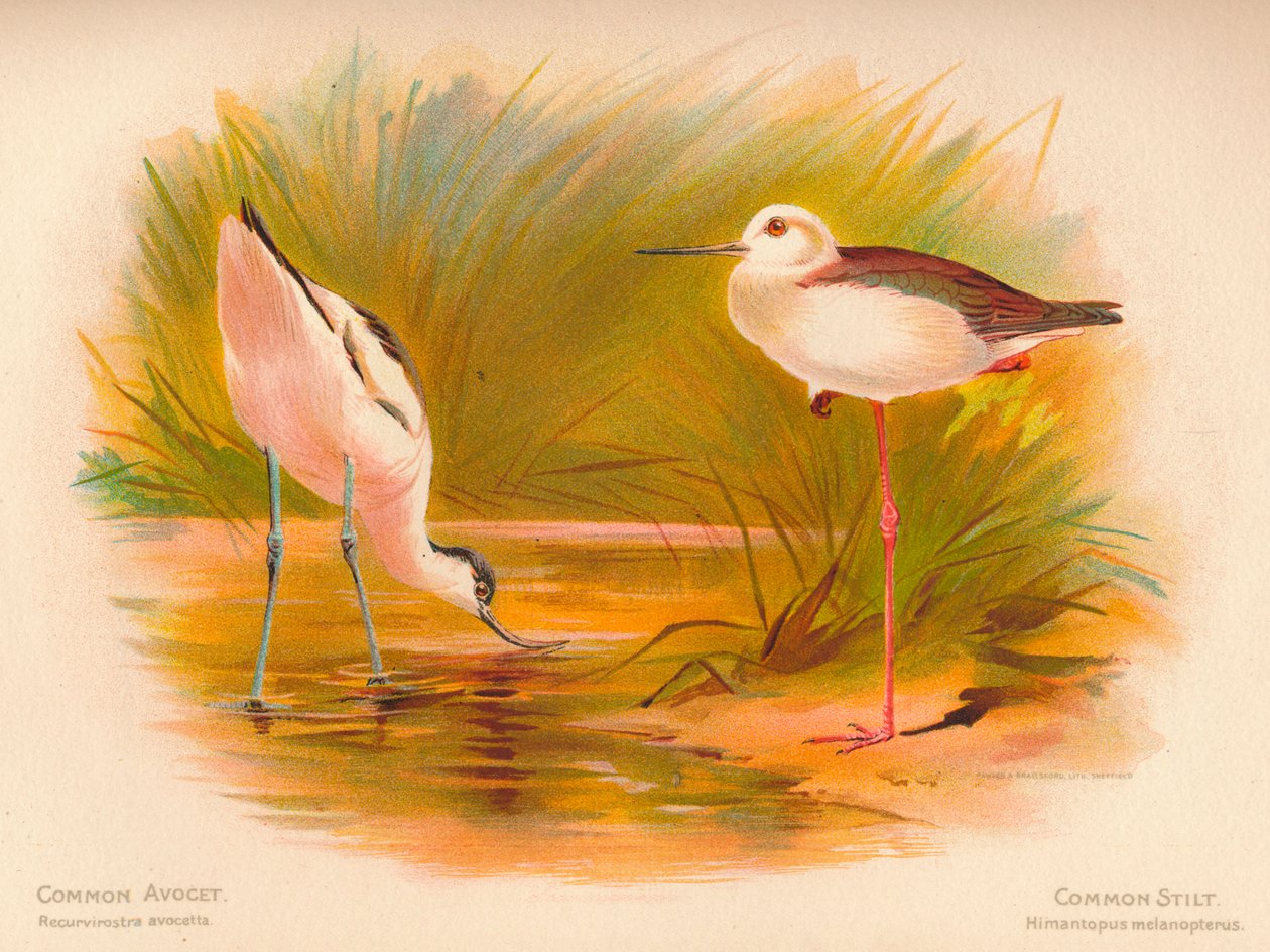 Avocette élégante Recurvirostra avosetta, Échasse blanche Himantopus melanopterus - Charles Whymper