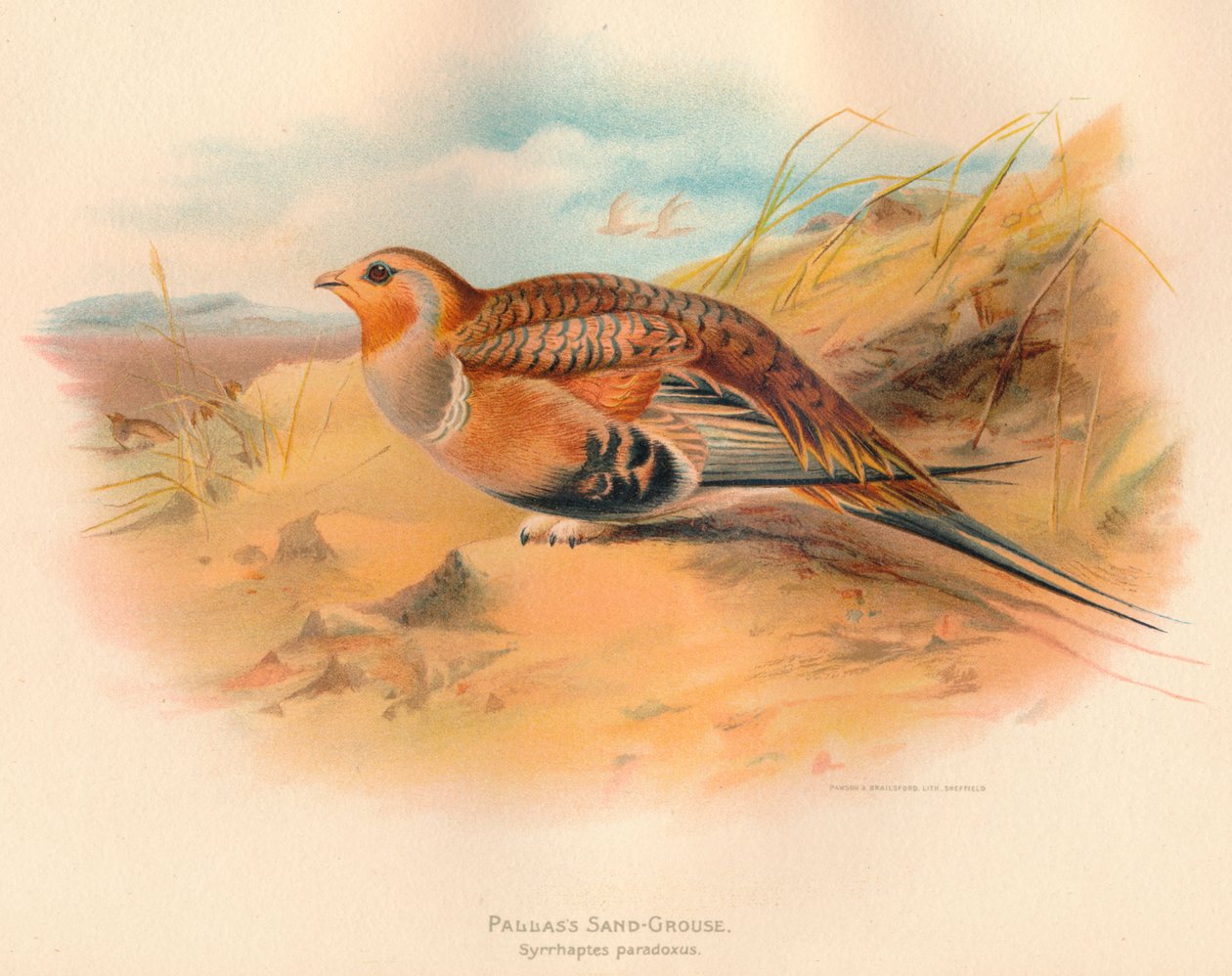 Ganga de Pallas Syrrhaptes paradoxus, 1900 - Charles Whymper
