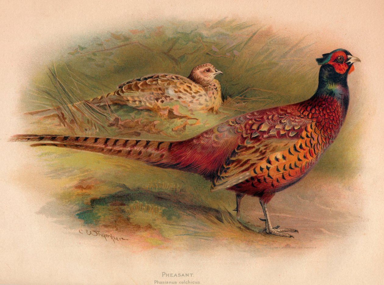 Faisan Phasianus colchicus, 1900 - Charles Whymper