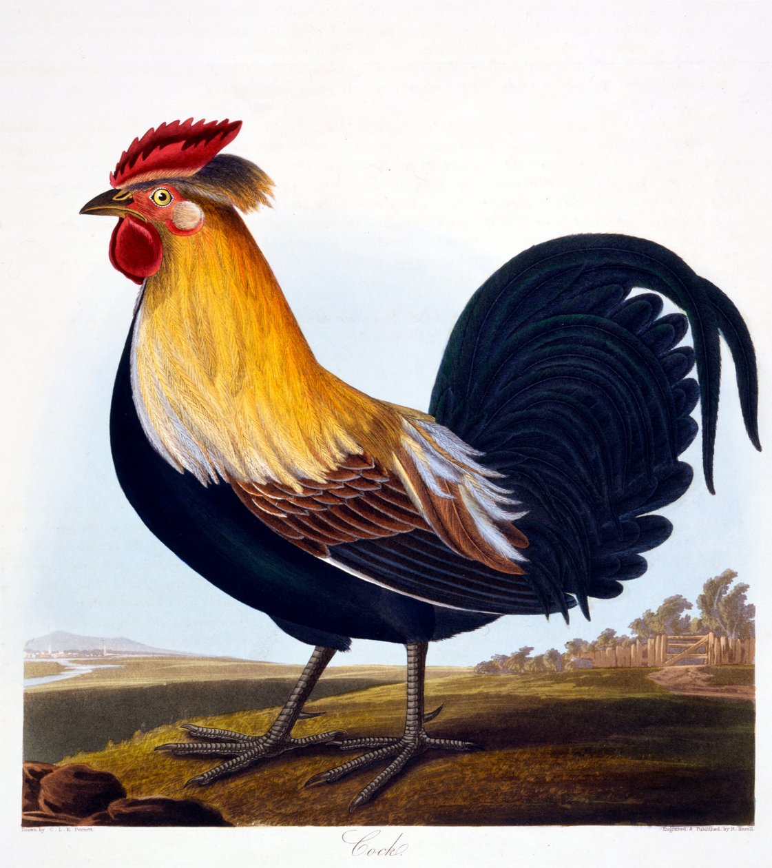 Coq (Phasianus), gravé par Robert Havell, Jr (1793-1878), 1835 - Charlotte L. E. Perrott
