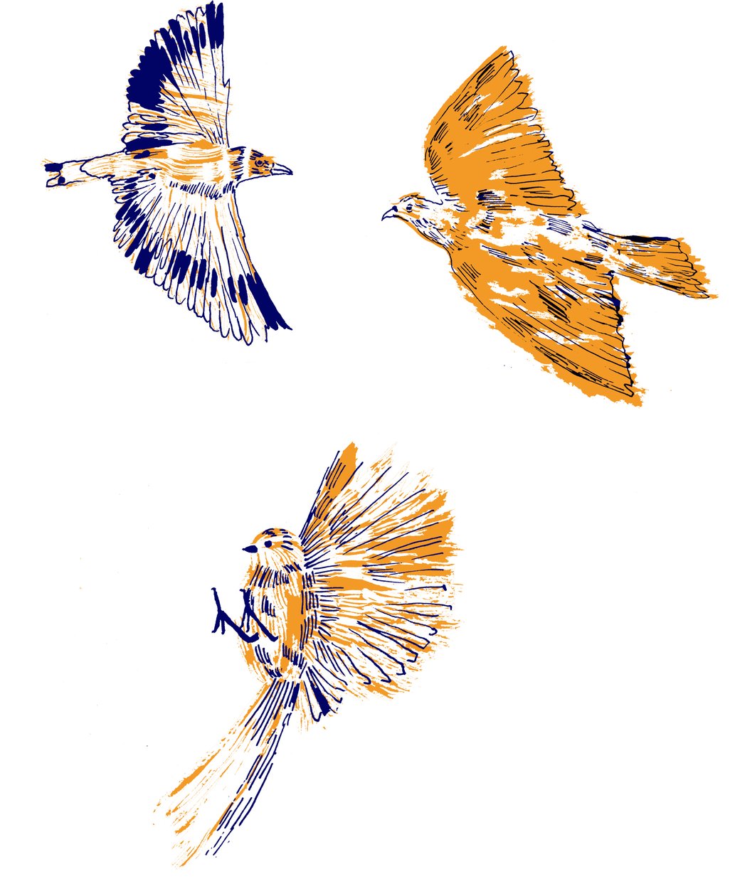Oiseaux - Charlotte Orr
