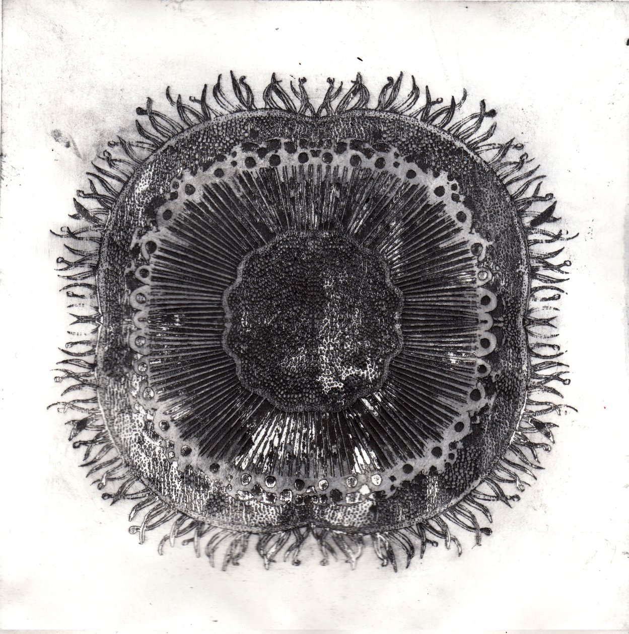 Cellules végétales, 2019 - Charlotte Orr