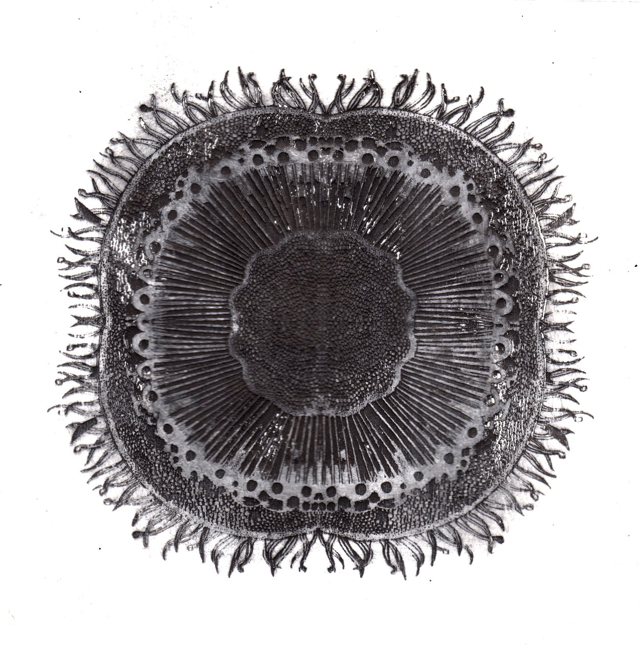 Cellules végétales, 2019 - Charlotte Orr