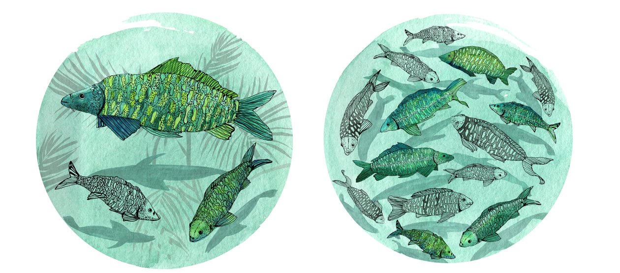 Petit poisson grand étang, 2018 - Charlotte Orr