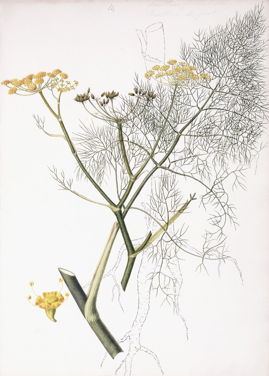 Étude Botanique, 1822-1845 - Charlotte Strickland