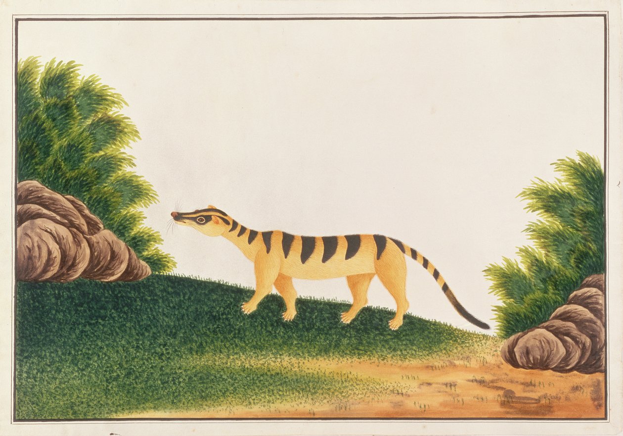 Civette palmiste rayée, de Dessins d