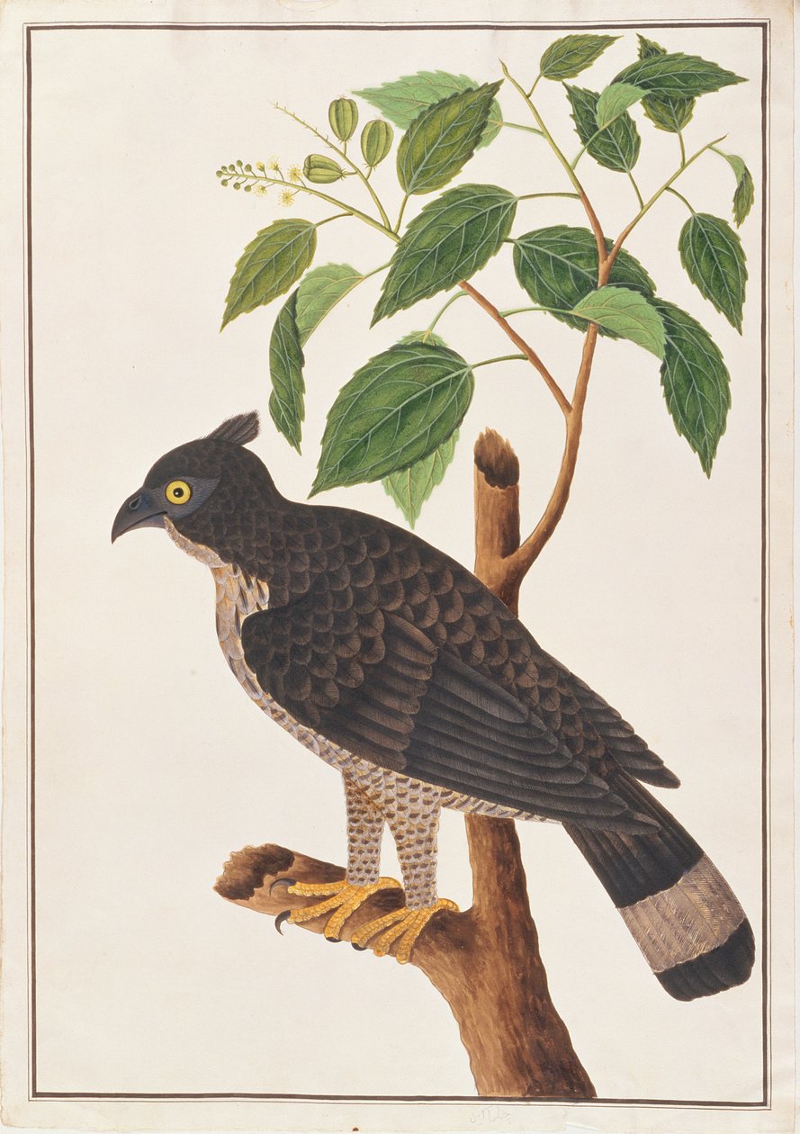Aigle de Blyth, tiré de Dessins d