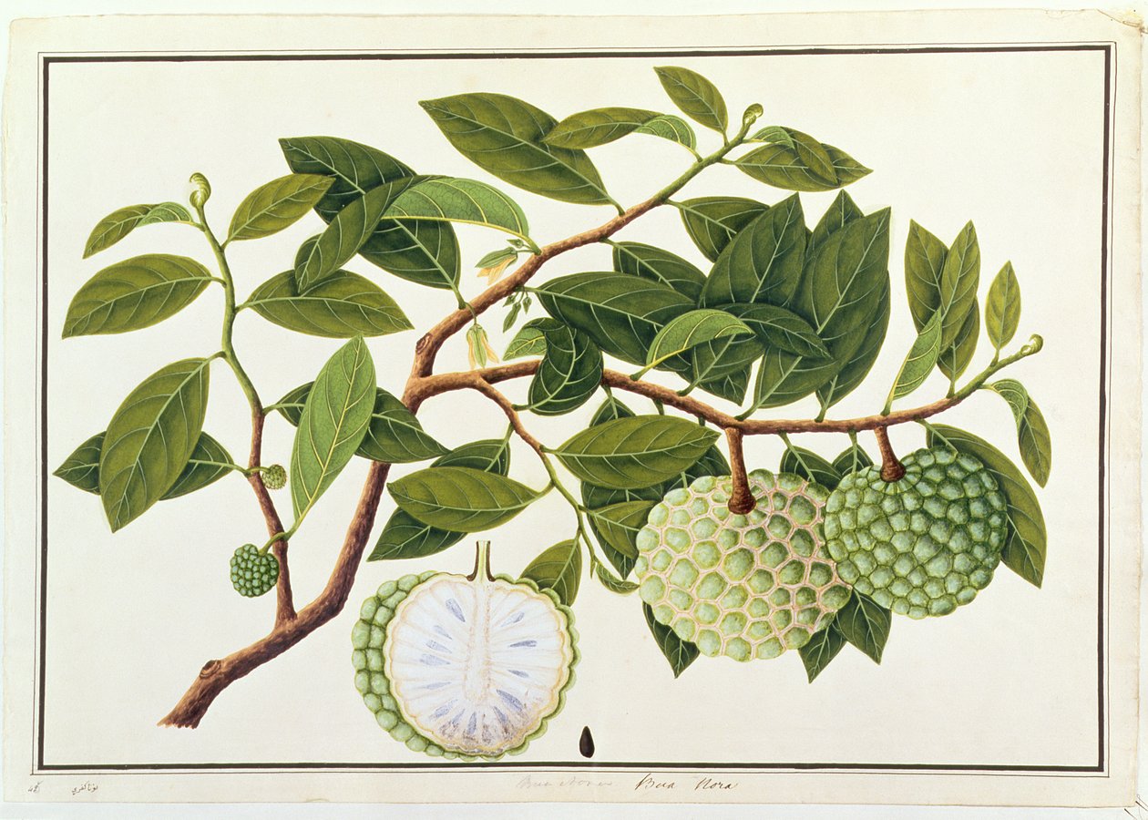 Bua Nora, de Dessins de plantes de Malacca, c.1805-18 - Chinese School