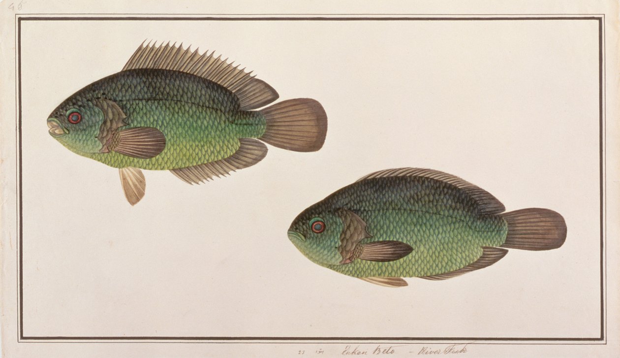 Perche grimpeuse, de dessins de poissons de Malacca, c.1805-18 - Chinese School