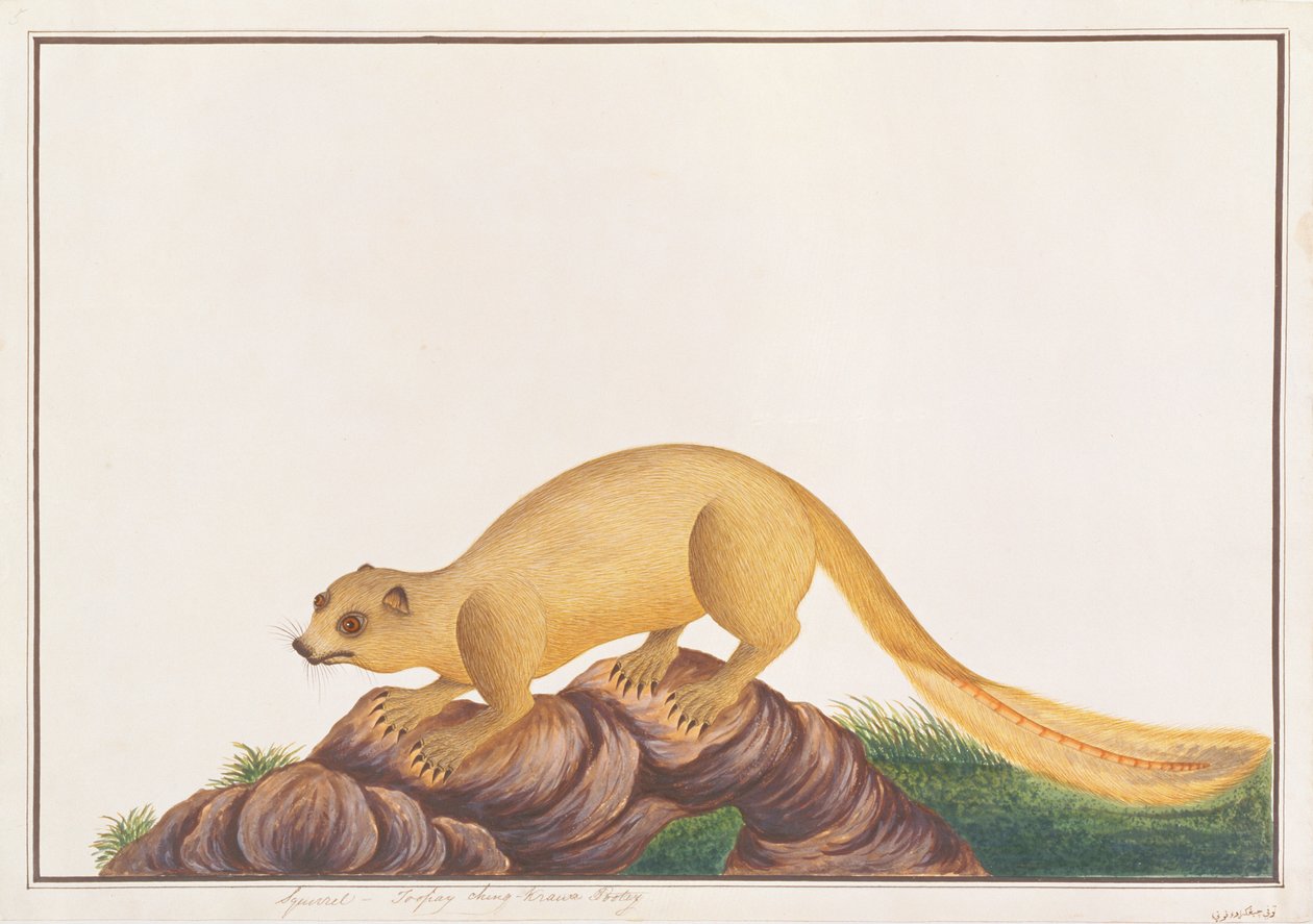 Écureuil géant couleur crème, tiré de Dessins d