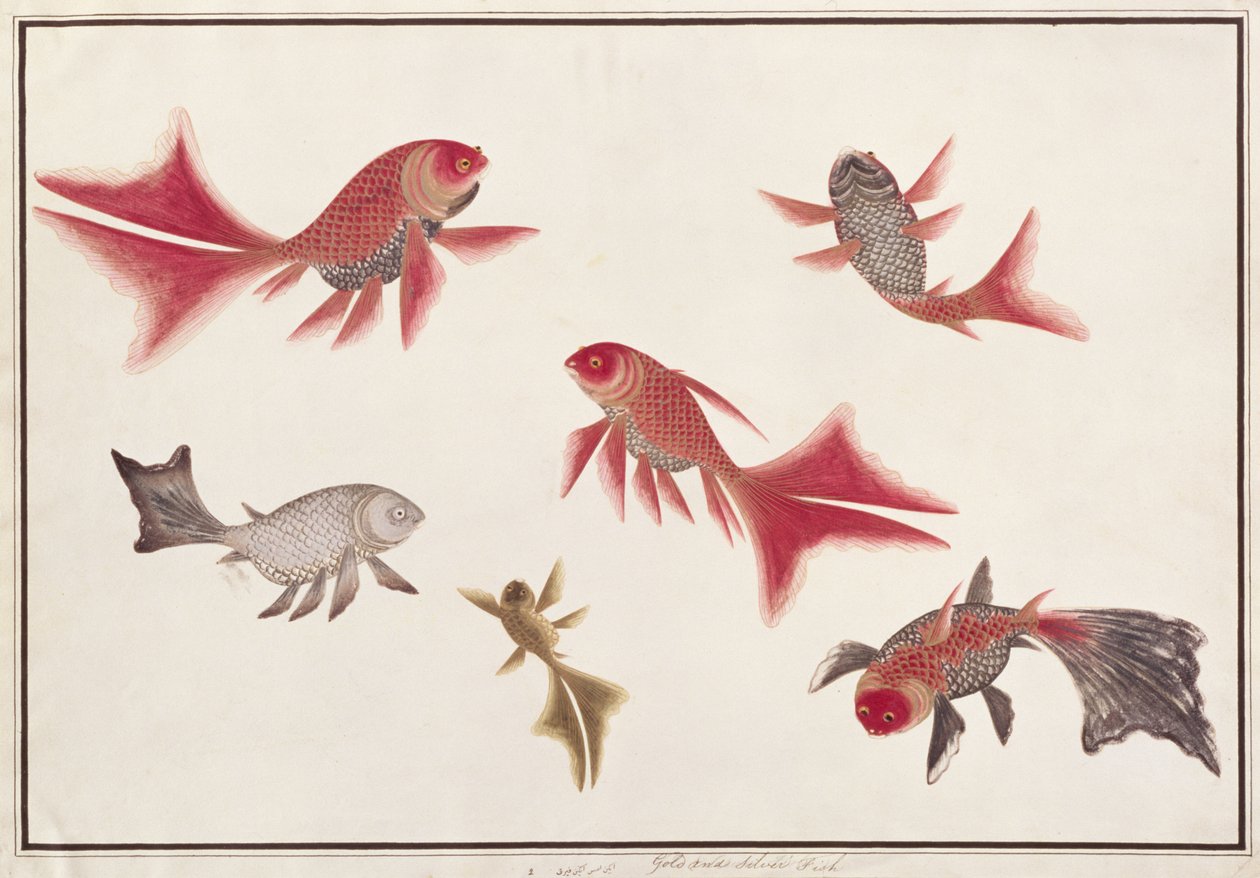 Poisson d