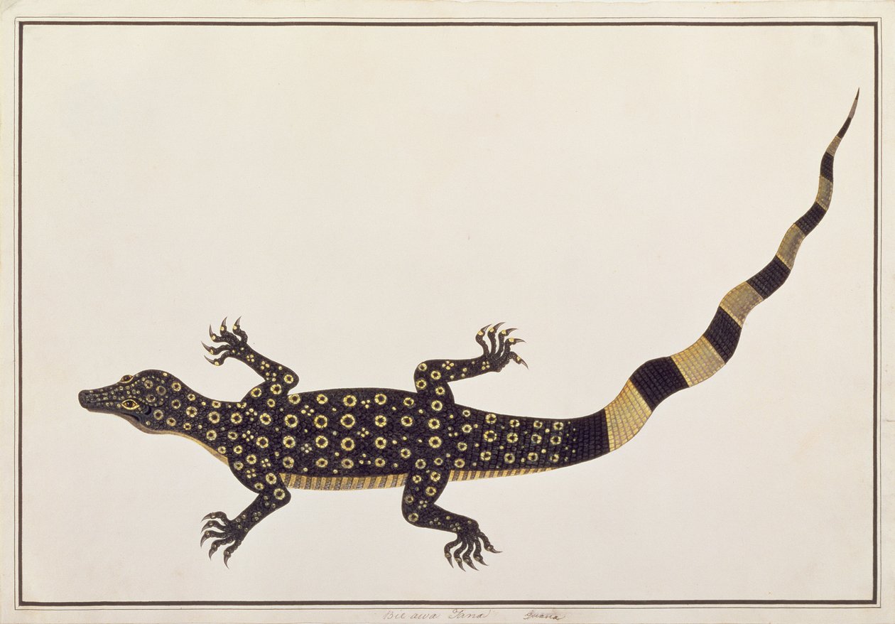 Guana, Bie awa Tana, de Dessins d