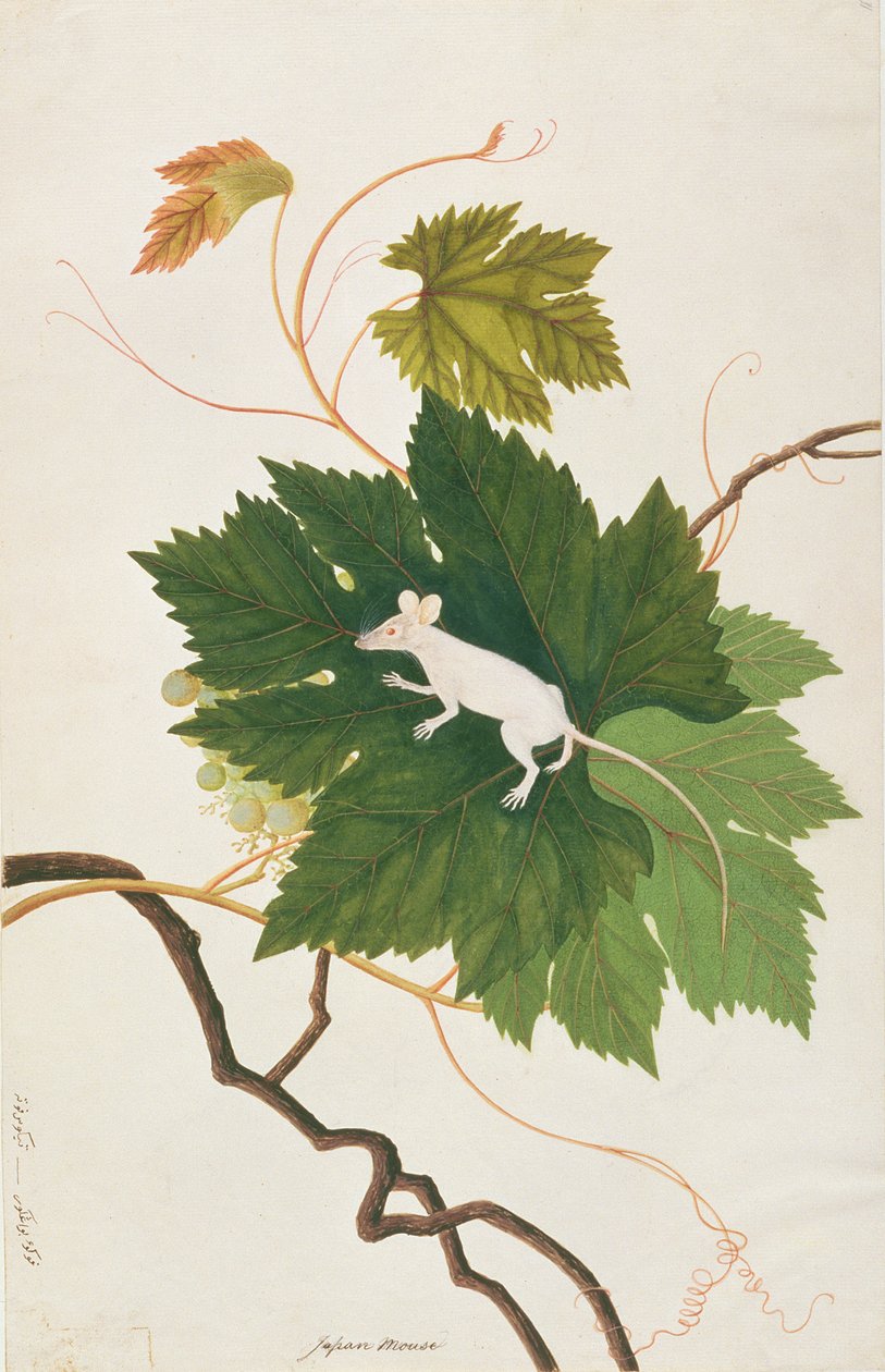 Souris domestique, tiré de Dessins d