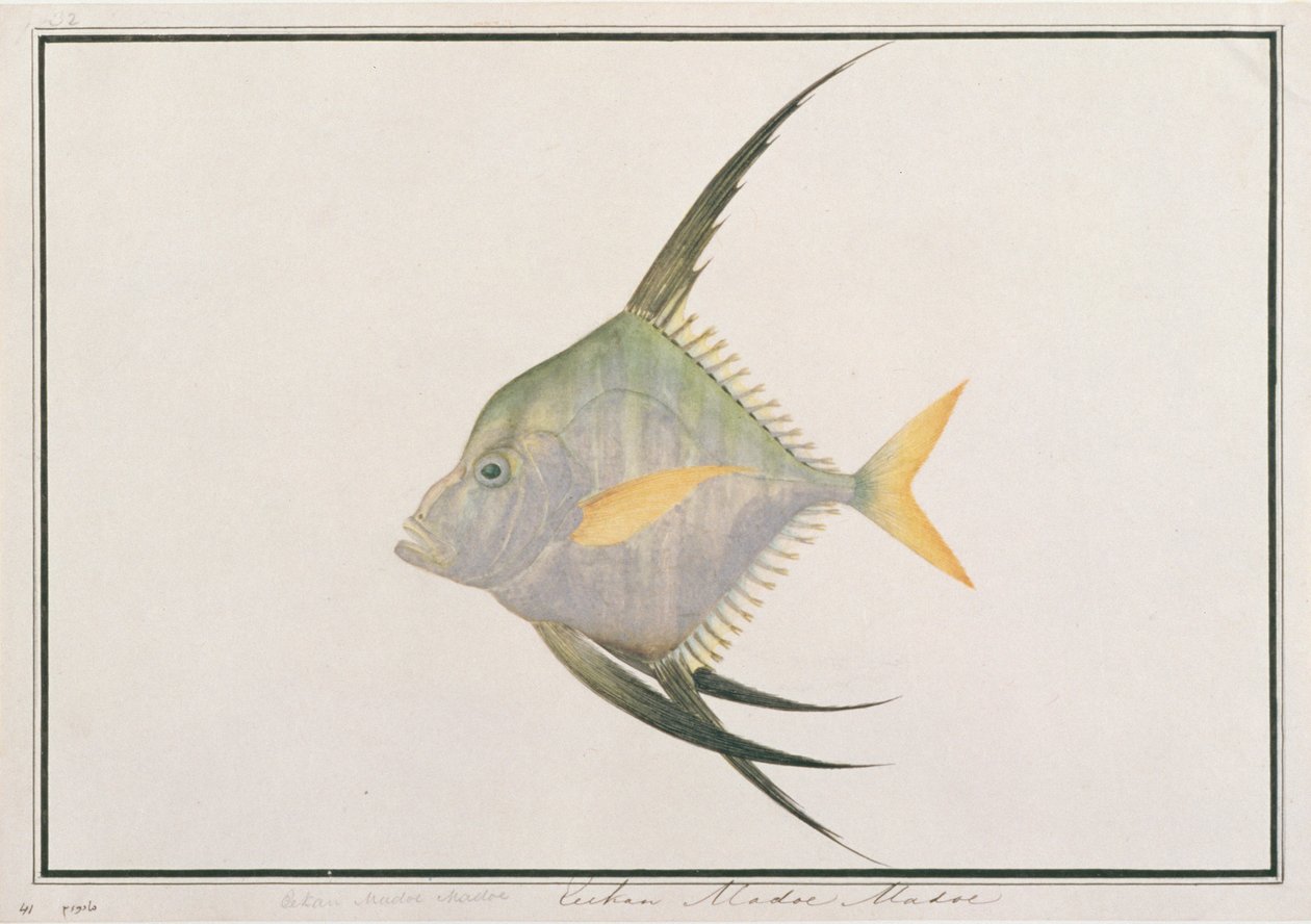 Poisson-fil indien, de dessins de poissons de Malacca, c.1805-18 - Chinese School