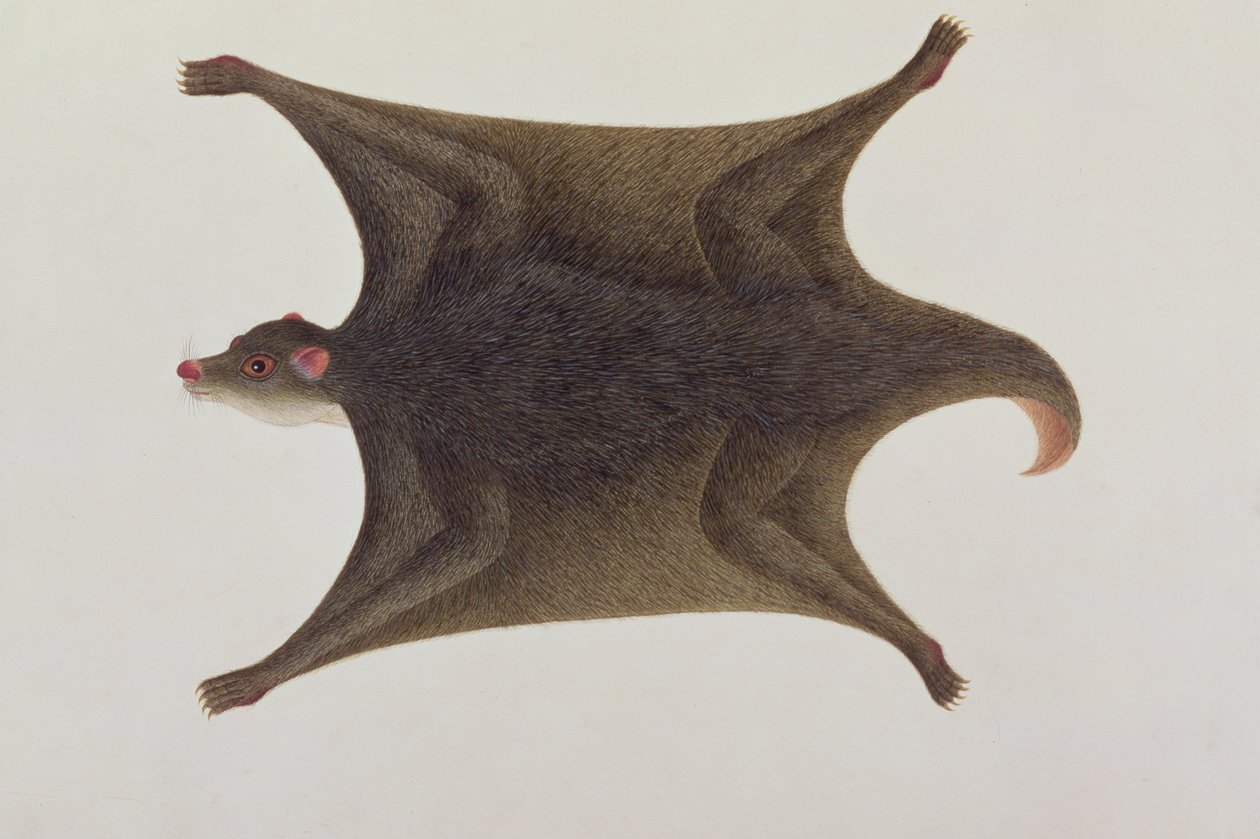 Koolong (Malay) Lémur, Macanee, de dessins d