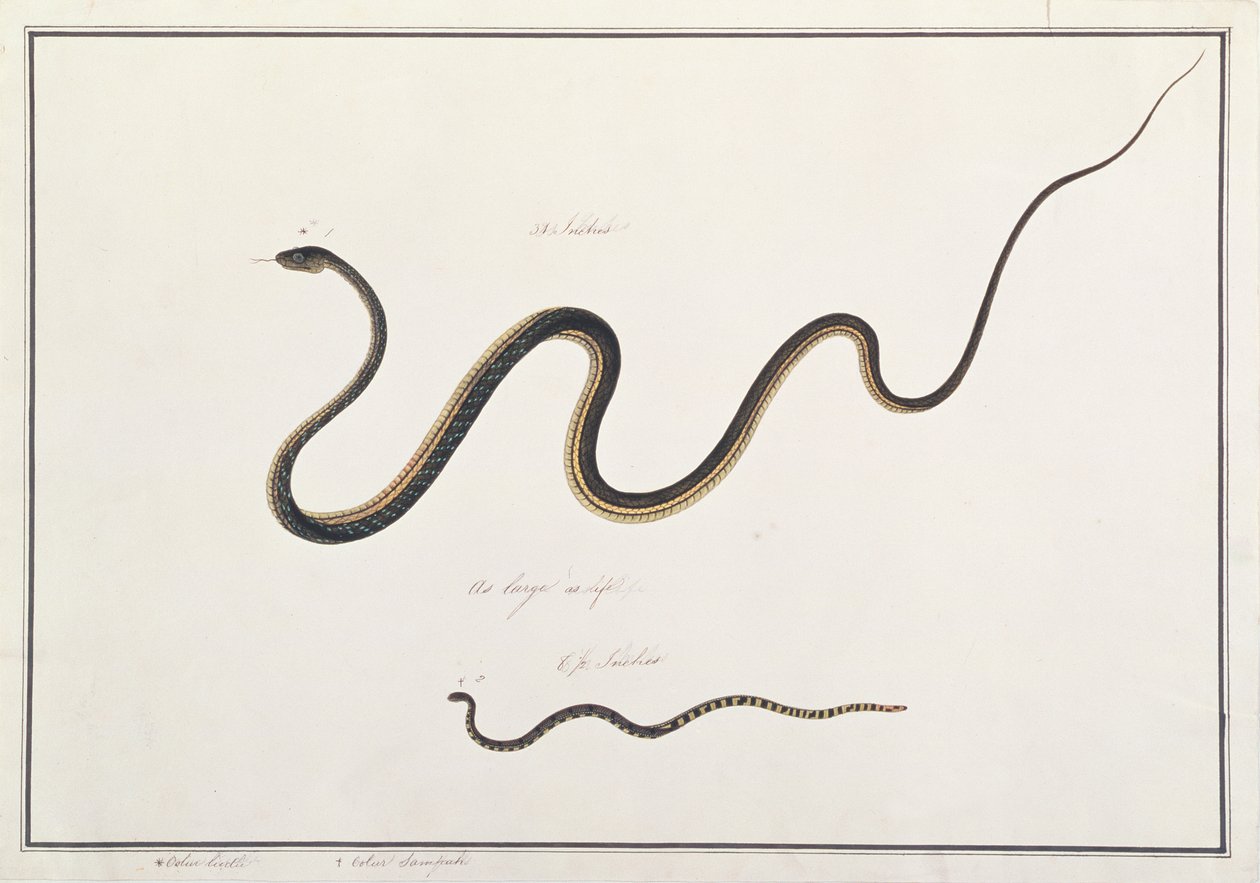 Bronzeback peint avec serpent corail malais, tiré de Dessins d