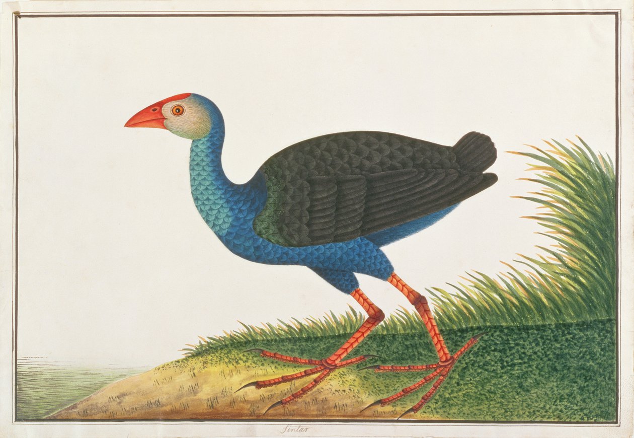 Talève sultane, de Dessins d