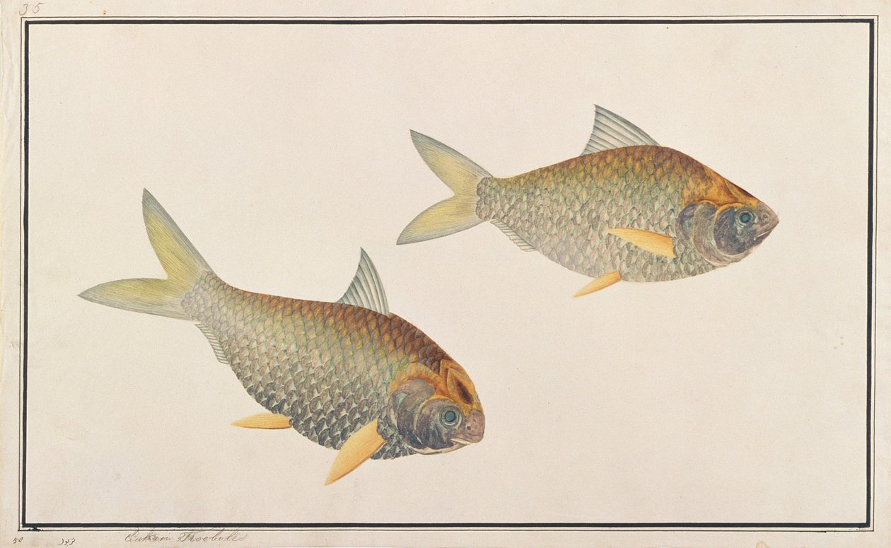 Alose, de dessins de poissons de Malacca, c.1805-18 - Chinese School
