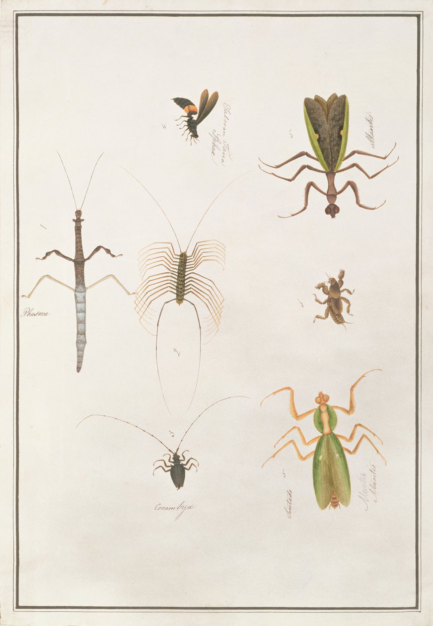Six arthropodes, de Dessins d