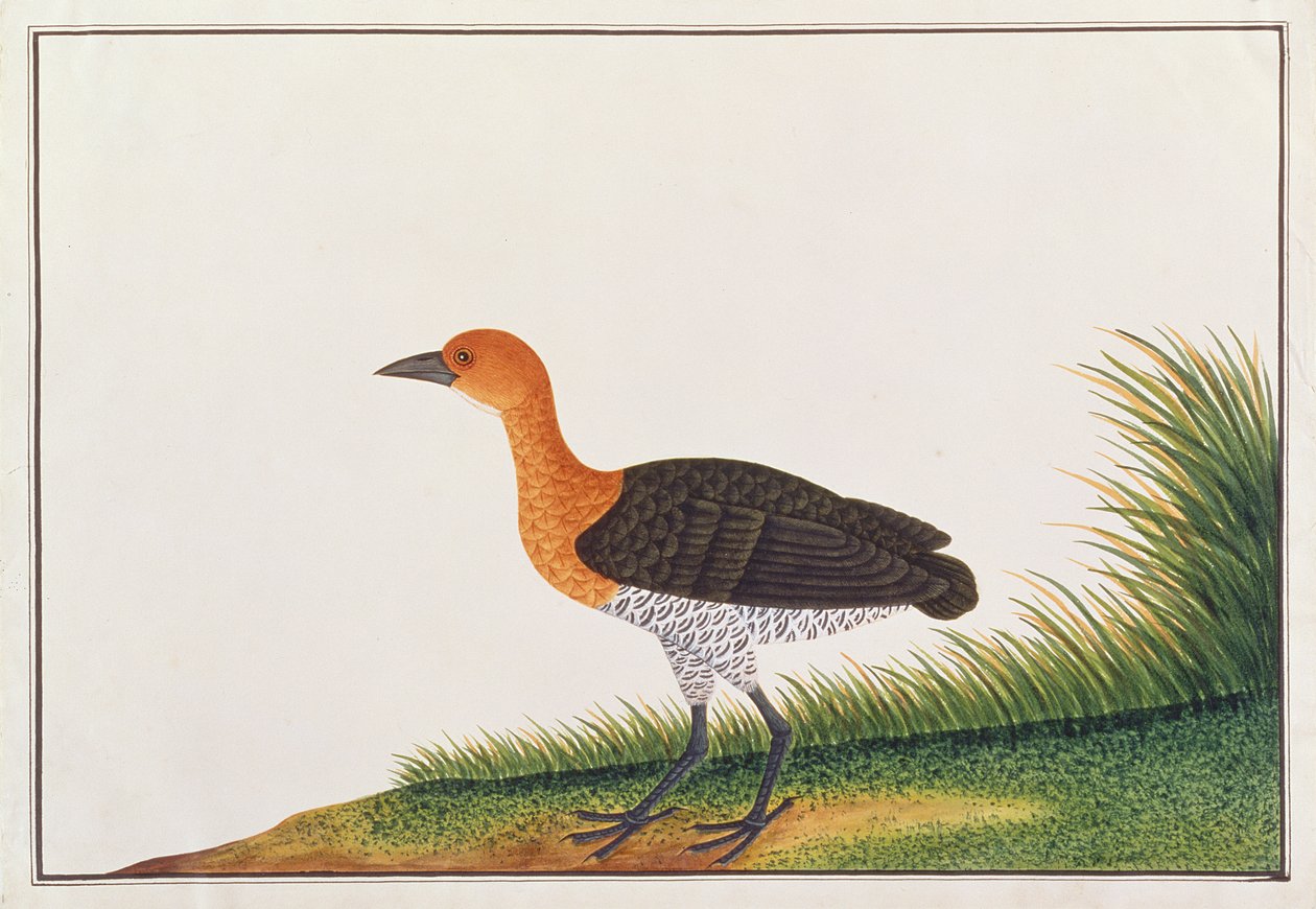 Râle à pattes ardoisées, d