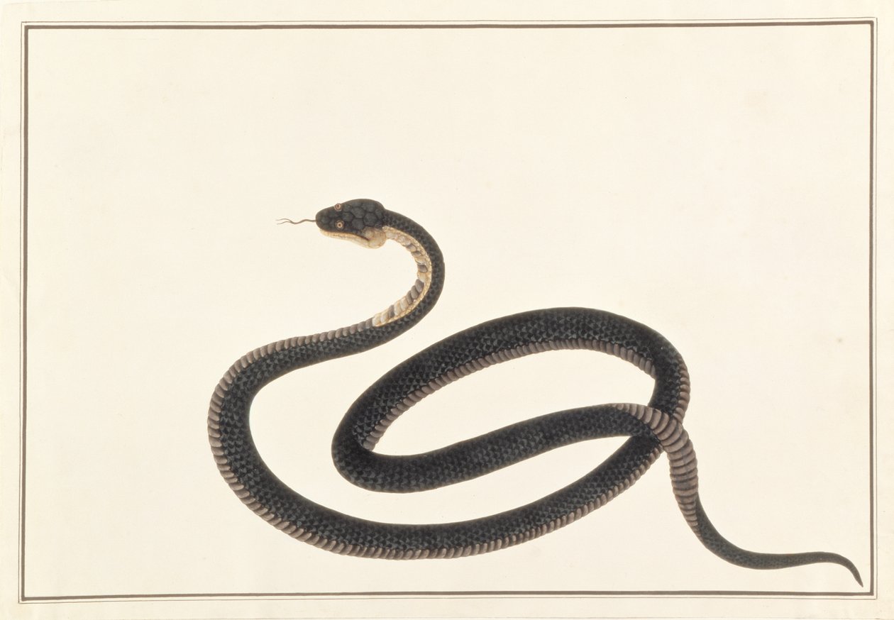 Serpent, de Dessins d
