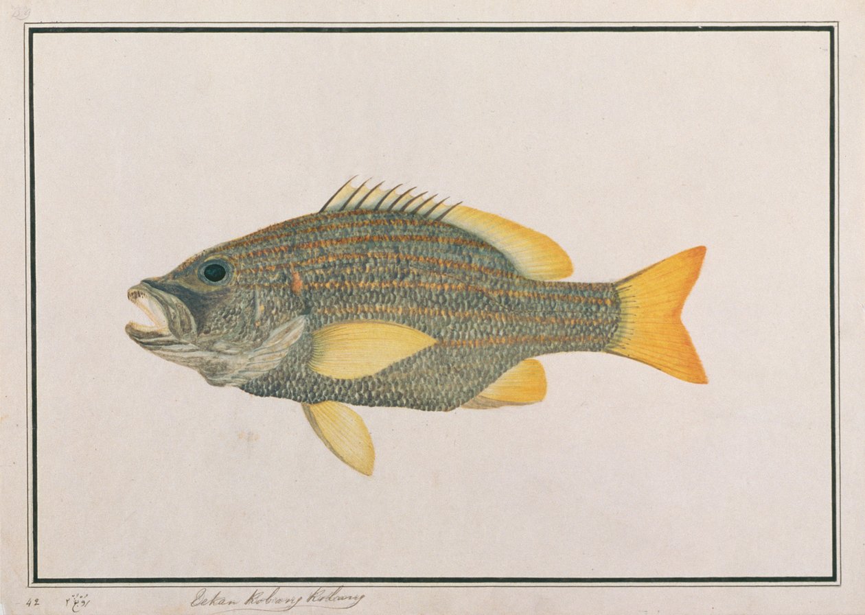 Vivaneau drapeau espagnol, de dessins de poissons de Malacca, c.1805-18 - Chinese School