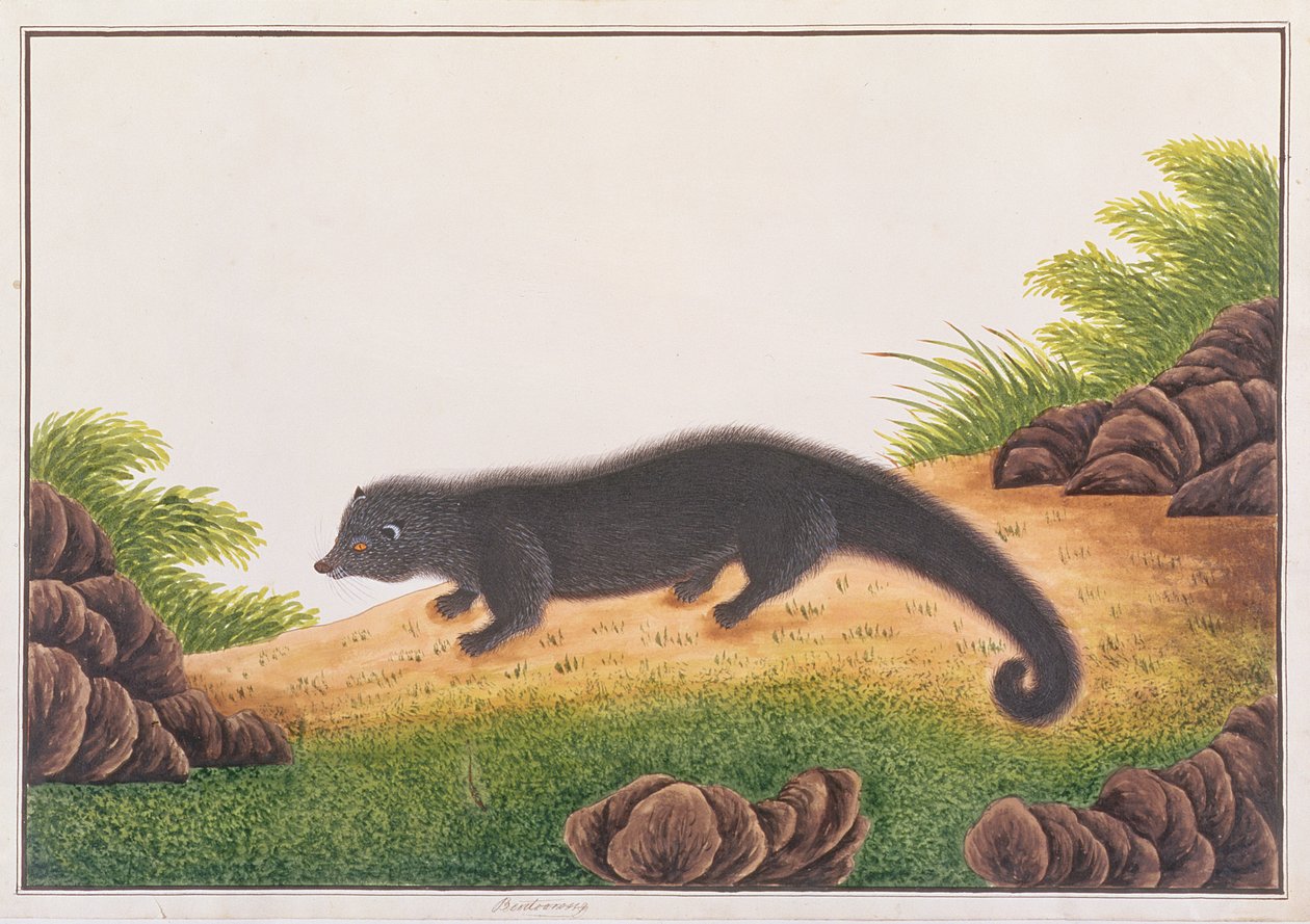 Binturong, tiré de Dessins d