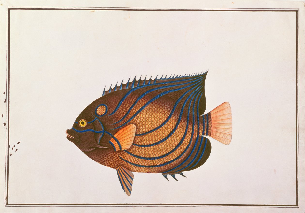 Poisson-ange à anneaux bleus, des dessins de poissons de Malacca, c.1805-18 - Chinese School