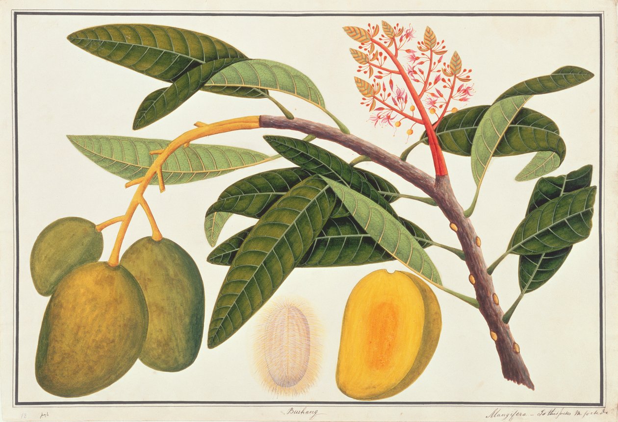Buihang Mangifera, de Dessins de Plantes de Malacca, c.1805-18 - Chinese School