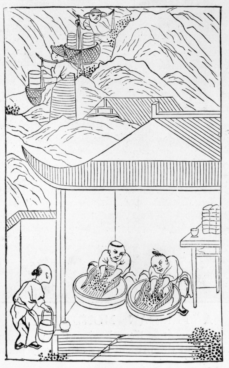 Collecte et lavage de l