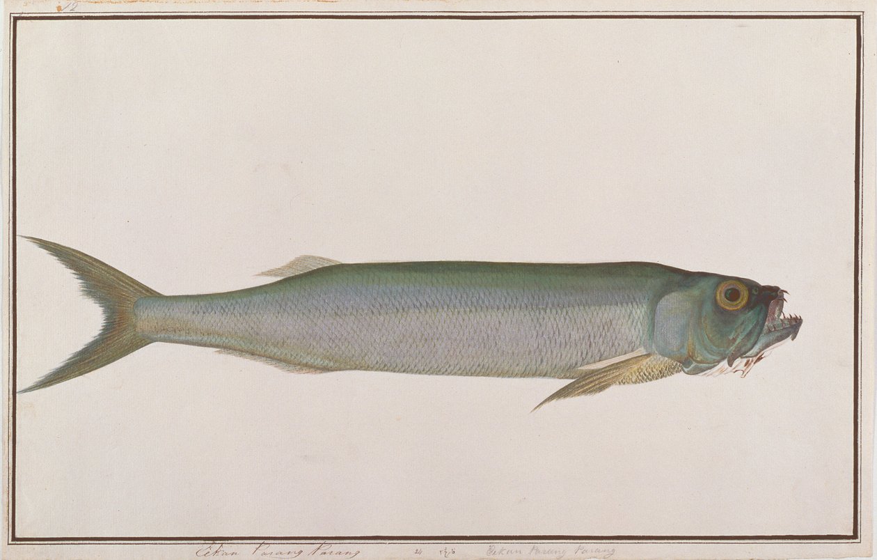 Dorab loup-hareng, de dessins de poissons de Malacca, c.1805-18