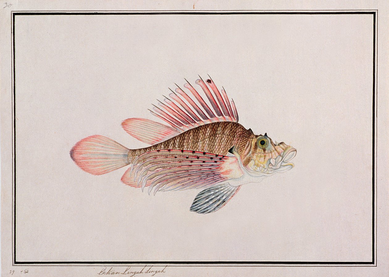 Eekan Linqah Singah, de dessins de poissons de Malacca, c.1805-18 - Chinese School