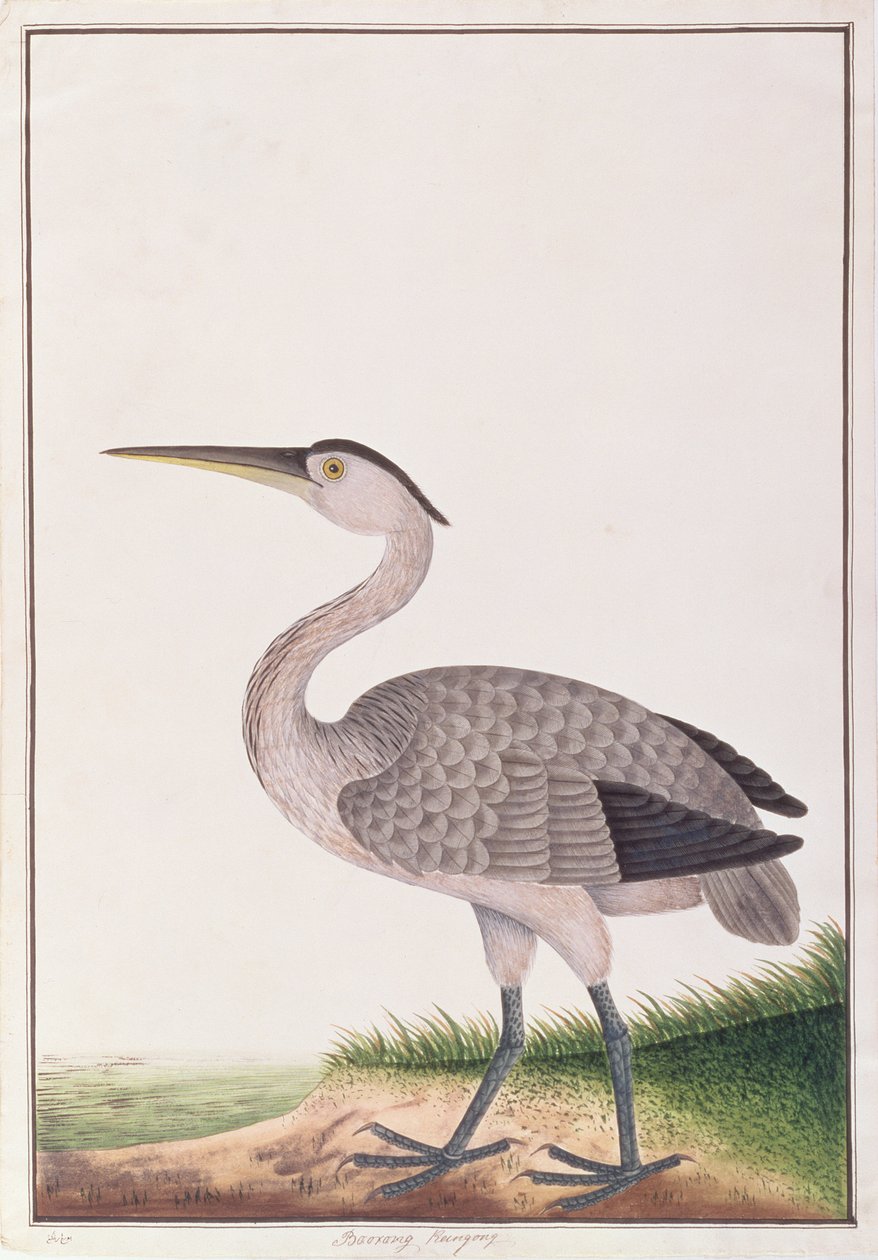 Héron cendré, de Dessins d
