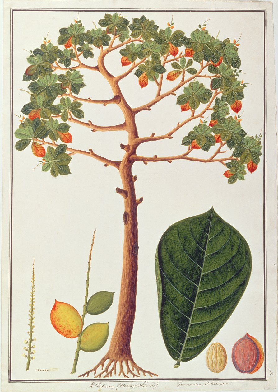 Klapang Terminalia Molucana ou amande malaise, de Dessins de plantes de Malacca, c.1805-18 - Chinese School