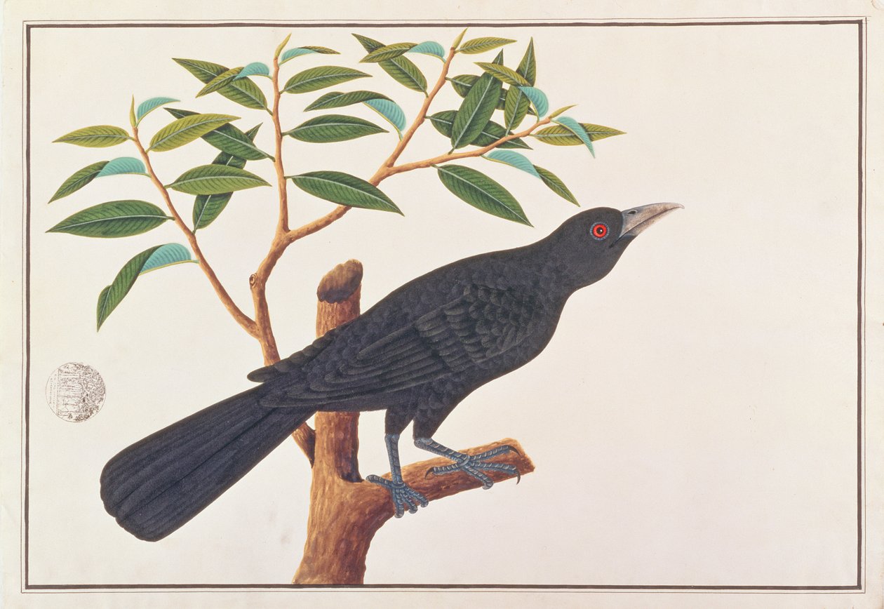 Koel, tiré de Dessins d