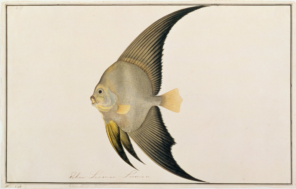 Poisson-chauve-souris à longues nageoires, de dessins de poissons de Malacca, c.1805-18 - Chinese School