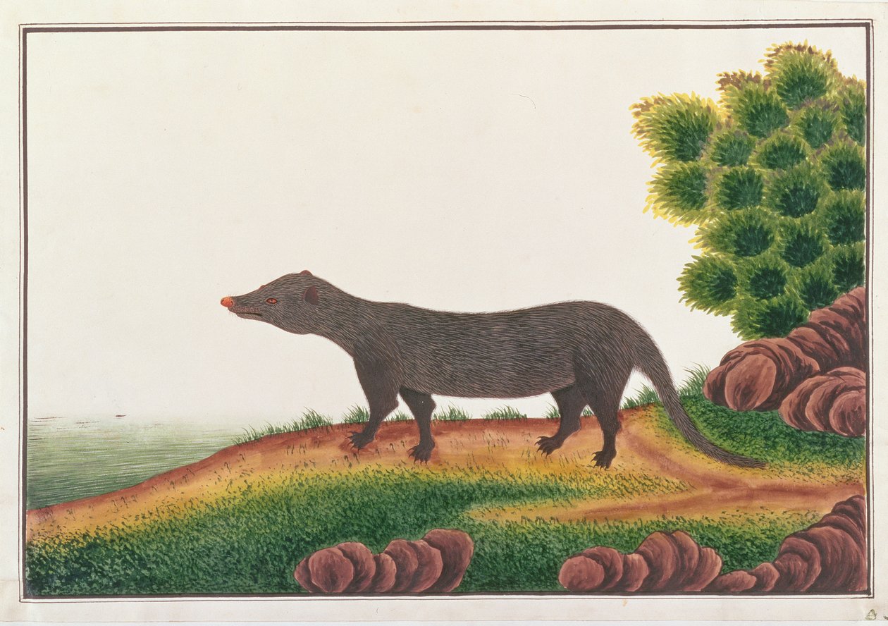 Mangouste, de Dessins d
