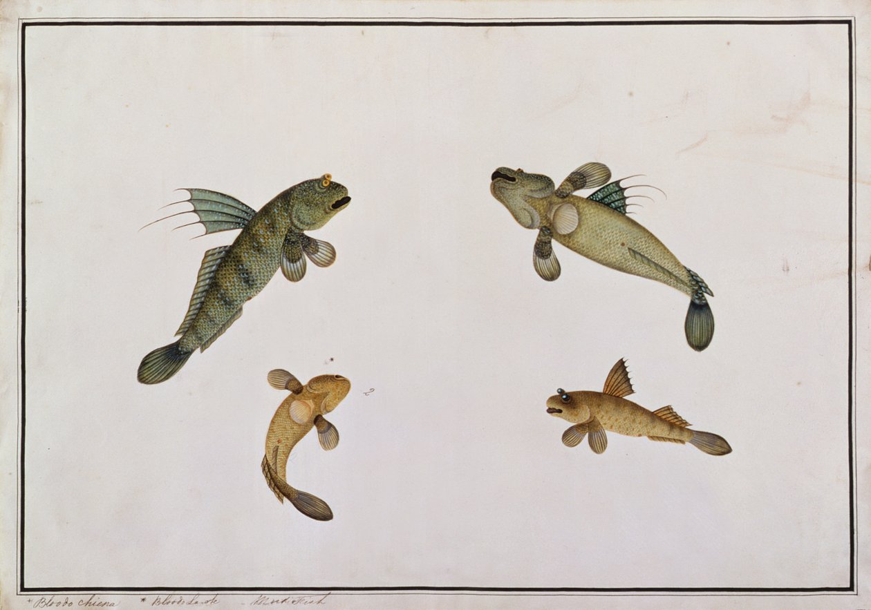 Poisson de boue, Bloodo chiena, Bloodo La-ore, de dessins de poissons de Malacca, c.1805-18 - Chinese School