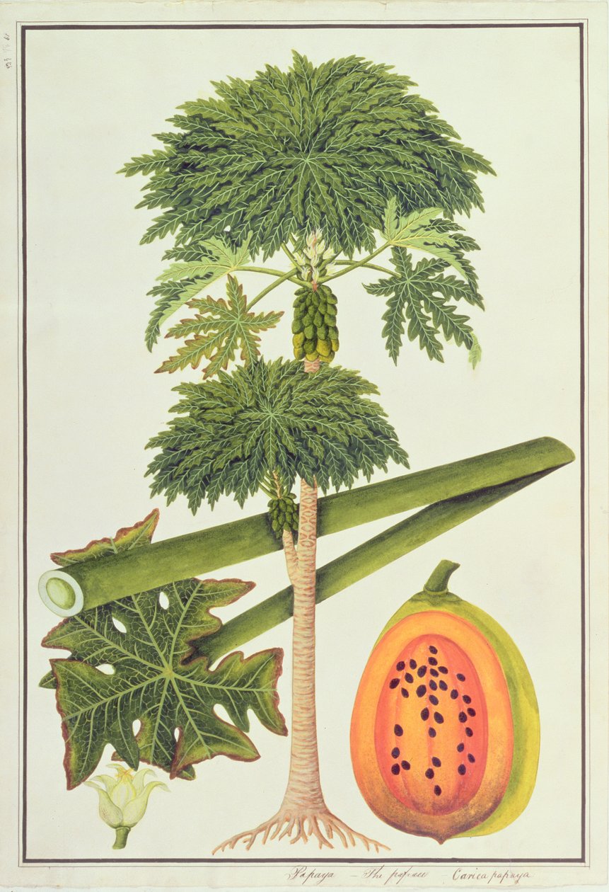 Papaye, La Papau ou Caica Papaya, de Dessins de Plantes de Malacca, c.1805-18 - Chinese School