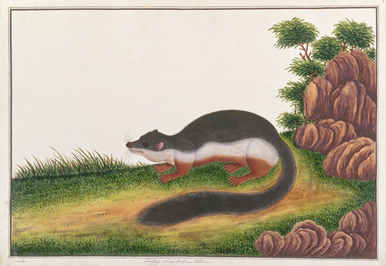 Écureuil de Prevost, de Dessins d