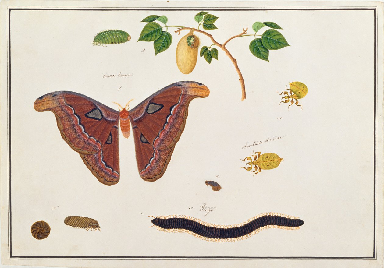 Six arthropodes, de Dessins d