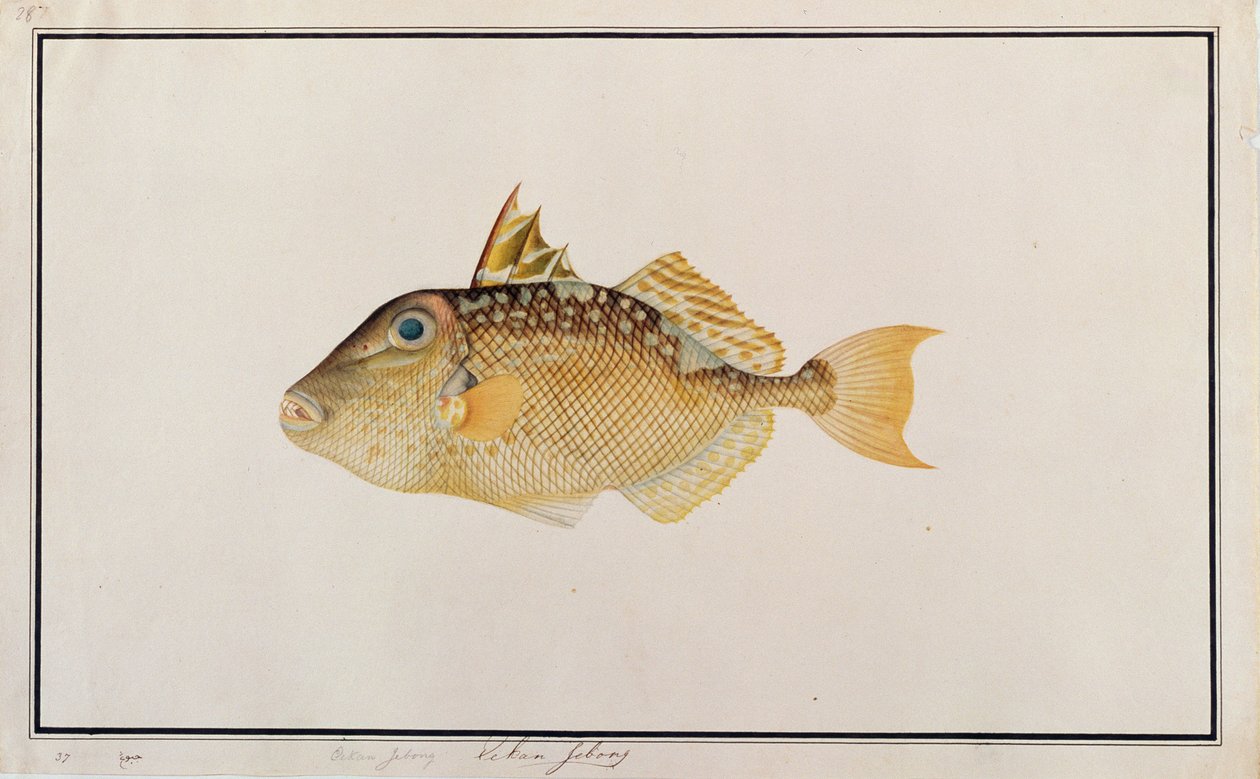 Baliste étoilé, de dessins de poissons de Malacca, c.1805-18 - Chinese School