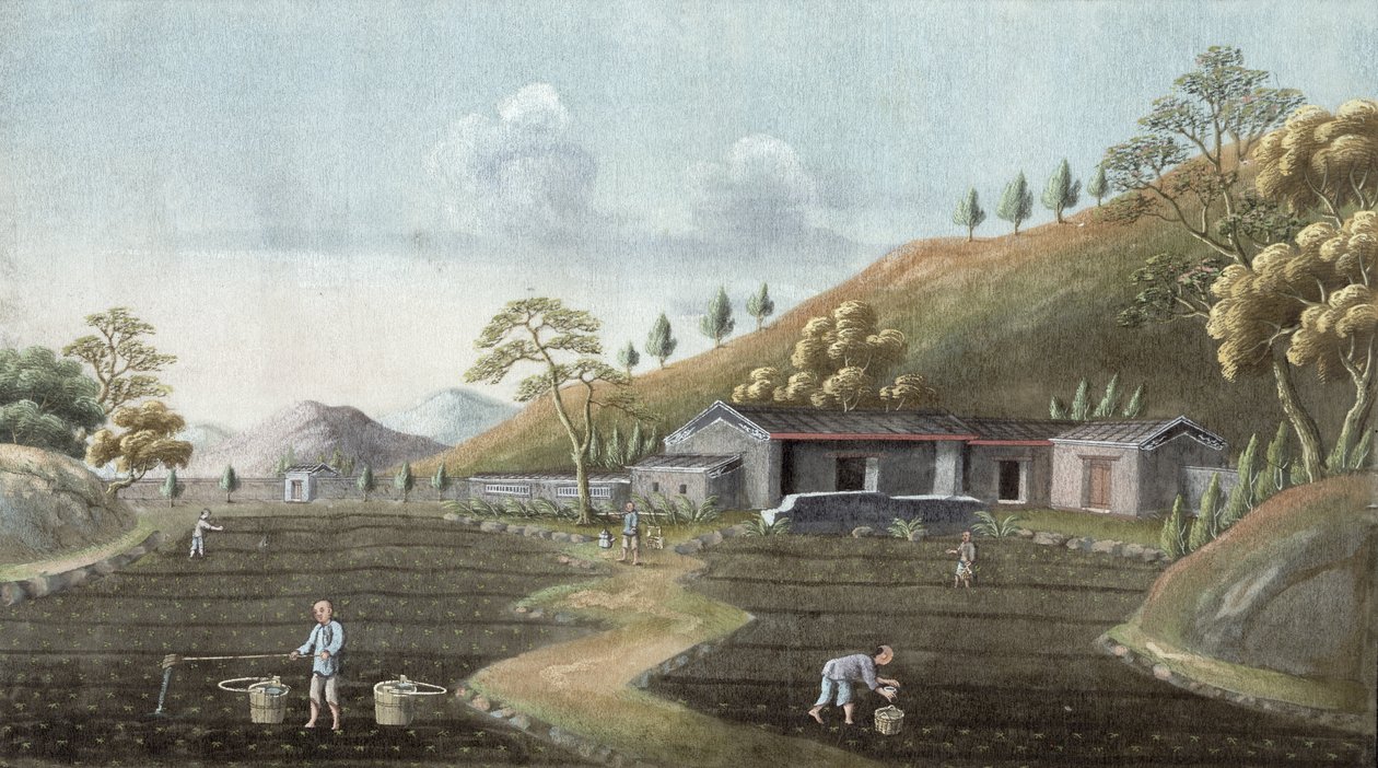 Plantation de thé - Chinese School