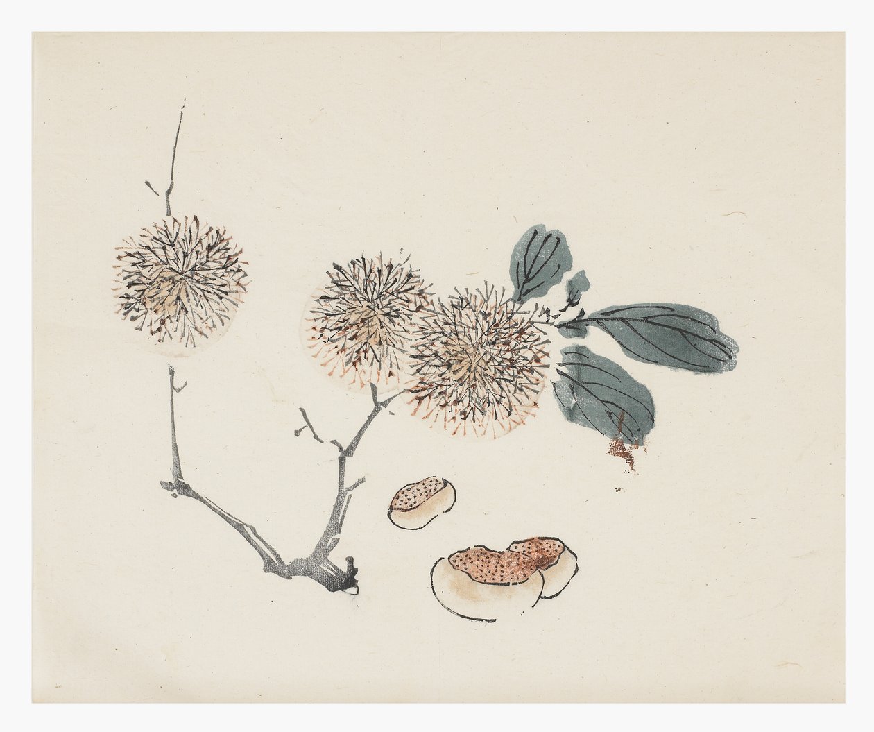 Série des Dix Bambous, XVIIIe siècle - Chinese School